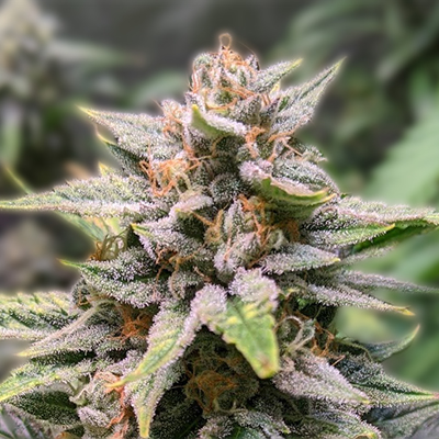 Exploring the Rich World of Jamaican Weed Strains